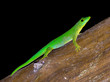 very green lizard
