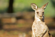 eastern grey kangaroo