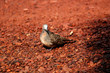 pigeon on the ground