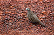 pigeon on the ground