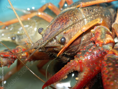 ecrevisses de louisiane vivantes
