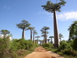 allée des baobabs allée des baobabs