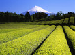 green tea fields vii green tea fields vii