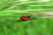 ladybird