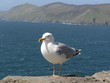 Photo: mouette mouette