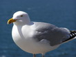 Photo: mouette mouette