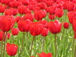 champ de tulipes