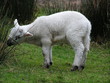 agneau