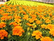 culture de fleurs