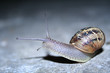 escargot