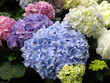 hydrangeas