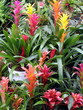 bromeliads in bloom