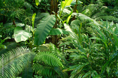 Foto: tropical jungle tropical jungle