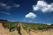 tuscan wineyard