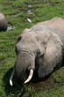 kenya