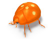 ladybug harlequin orange