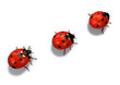 three red ladybugs three red ladybugs