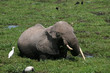 kenya