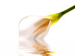lily
