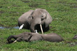 kenya