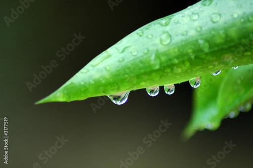 dew on leaf