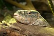 iguana