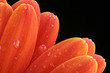 orange gerber orange gerber