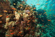 banc d'anthias en mer rouge