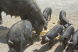animaux b