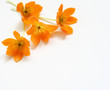 small spring bouquet