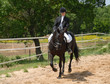 dressage