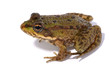 frog