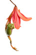 treefrog on a flower