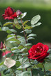 rosier rouge rosier rouge