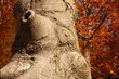 beech tree during autumn