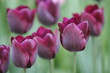 violette tulpen violette tulpen