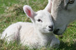 lamb & mother
