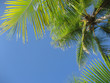 palm trees palm trees