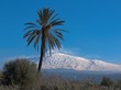 paesaggio etna con palma paesaggio etna con palma