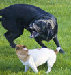 playing dogs