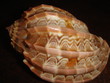 coquillage