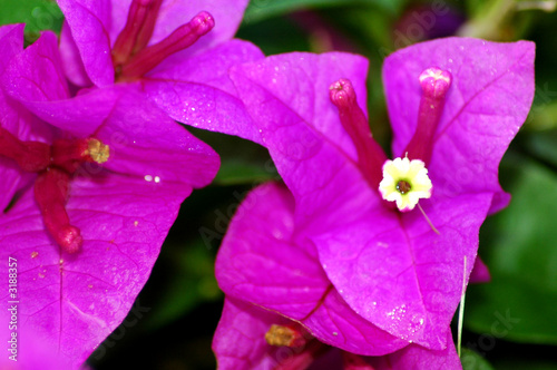 bougainvillea iii