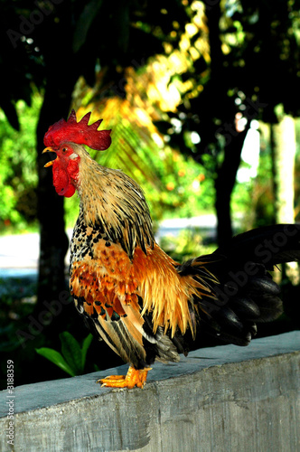 the crow of a cock ii
