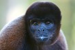 black monkey