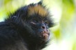 monkey's face