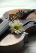 volin and flower