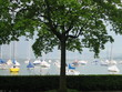 tree and yachts tree and yachts