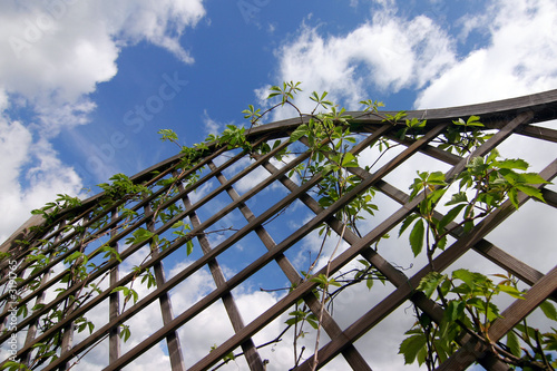 look up on pergola with plant-blue sky