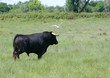 taureau de profil taureau de profil