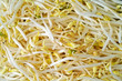 soy sprout macro background soy sprout macro background